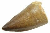 Fossil Mosasaur (Thalassotitan) Tooth - Morocco #364054-1